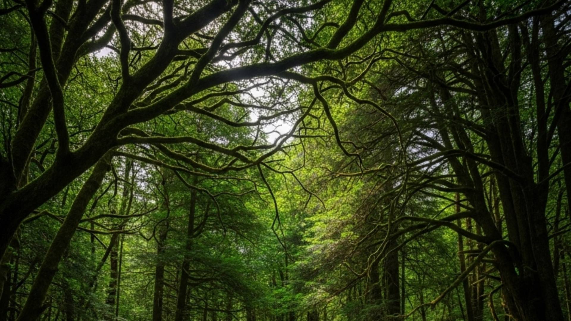 Día Mundial del Medio Ambiente: Por qué se festeja el 5 de junio y su ...