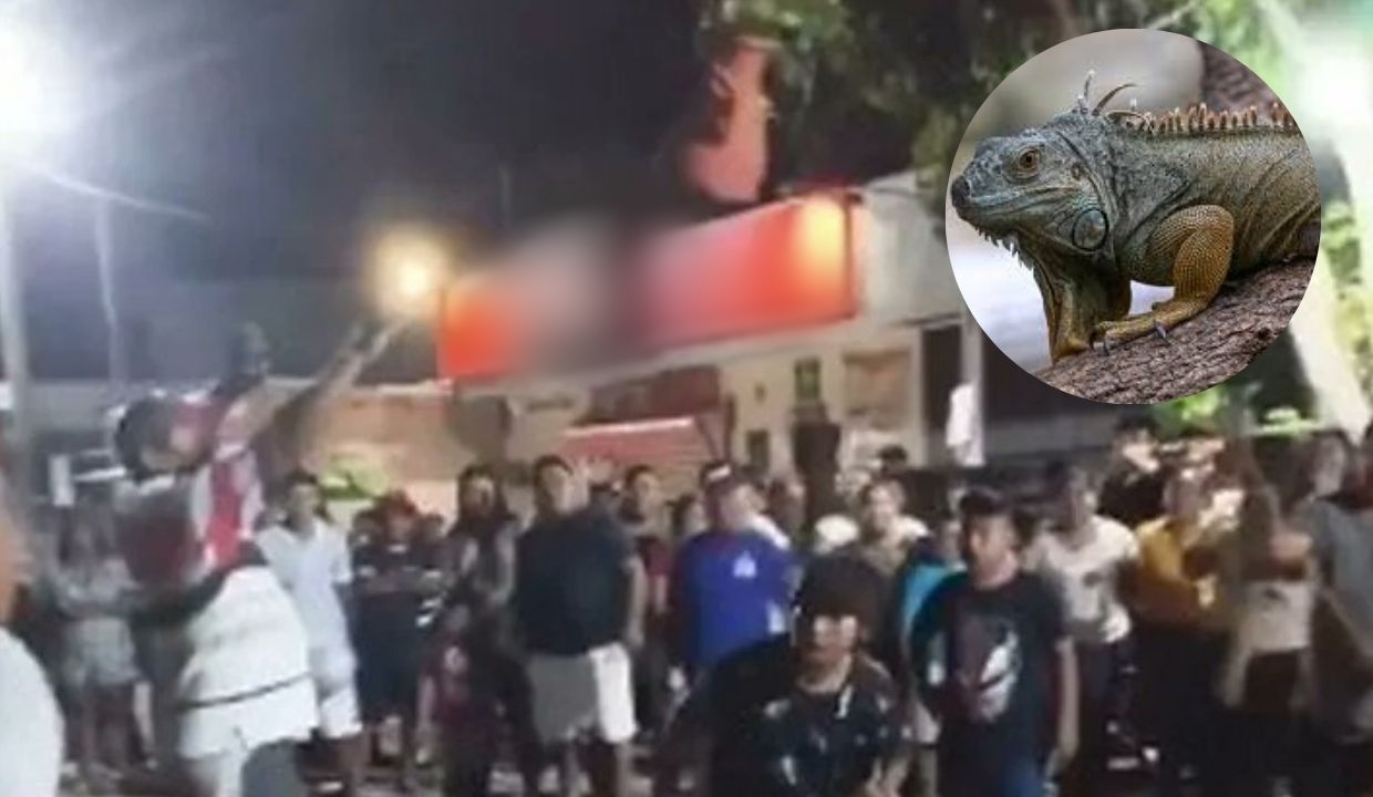 VIDEO: ¡Crueldad animal en plena festejo! Iguanas vivas son 'confundidas' como piñatas en plena fiesta