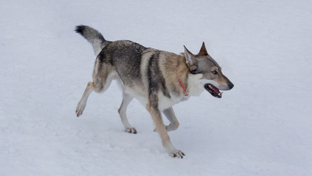 Atleta inesperado; perro lobo invade pista de esquí en plena competencia de los Juegos Olímpicos de Invierno 2026