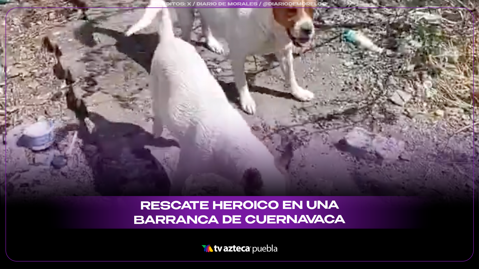 Rescatan a cinco perritos atrapados en una barranca tras sufrir por el intenso calor.