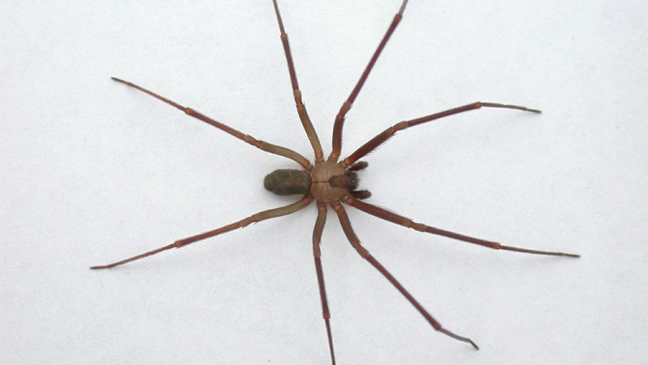 Araña de rincón: Características, cómo detectarlas, síntomas y ...
