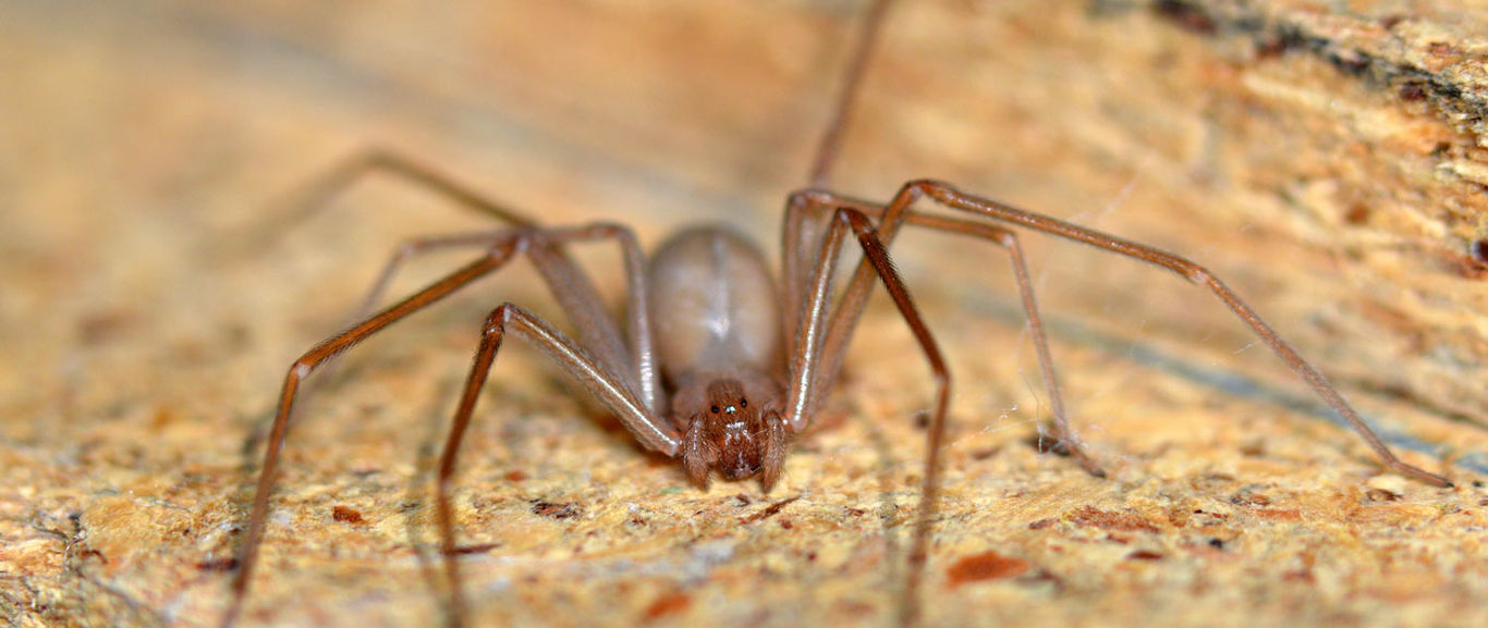 Araña violinista muerde a joven y provoca que se desvanezca