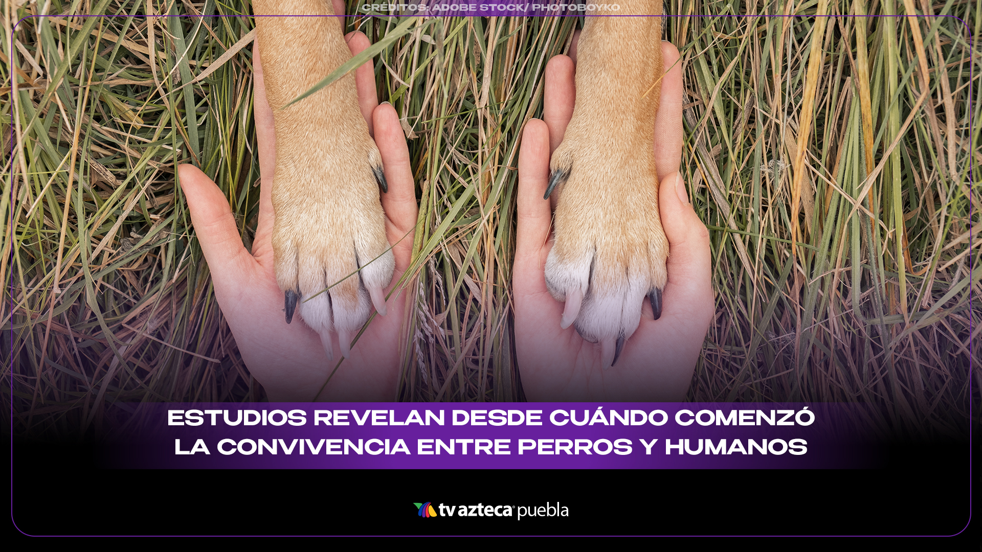 Nuevos estudios revelan desde cuándo comenzó la convivencia entre perros y seres humanos