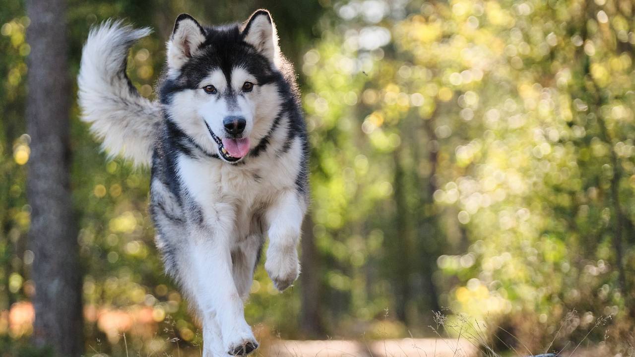 Cuando es el Día del Perro 2024 en México: fecha y cómo celebrar