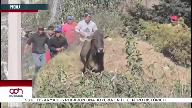 Rapiña tras volcadura de tráiler con ganado en Esperanza