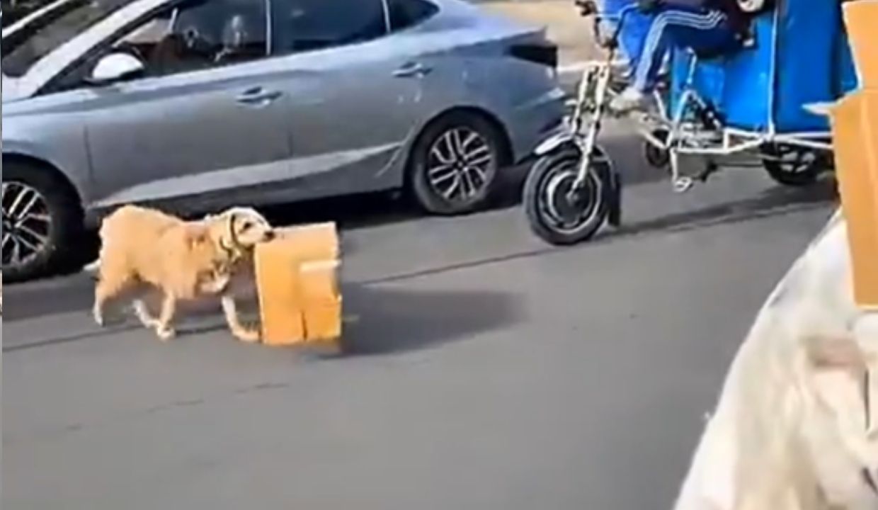 VIDEO: ¿Habrá juntado el kilo? Captan a perrito recolectando cartón en plena calle