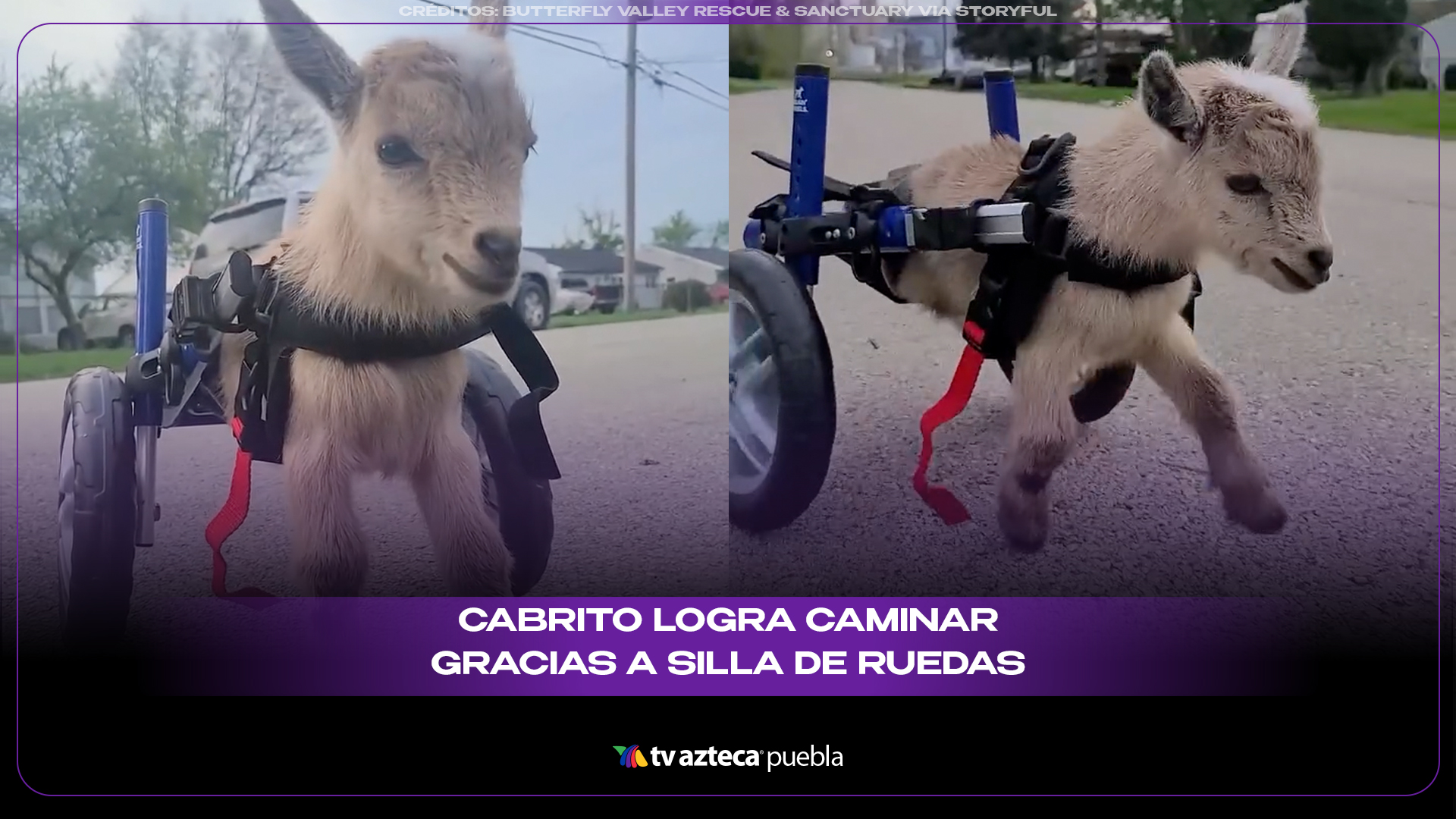 Cabrito con discapacidad logra caminar gracias a una silla de ruedas y conmueve en redes