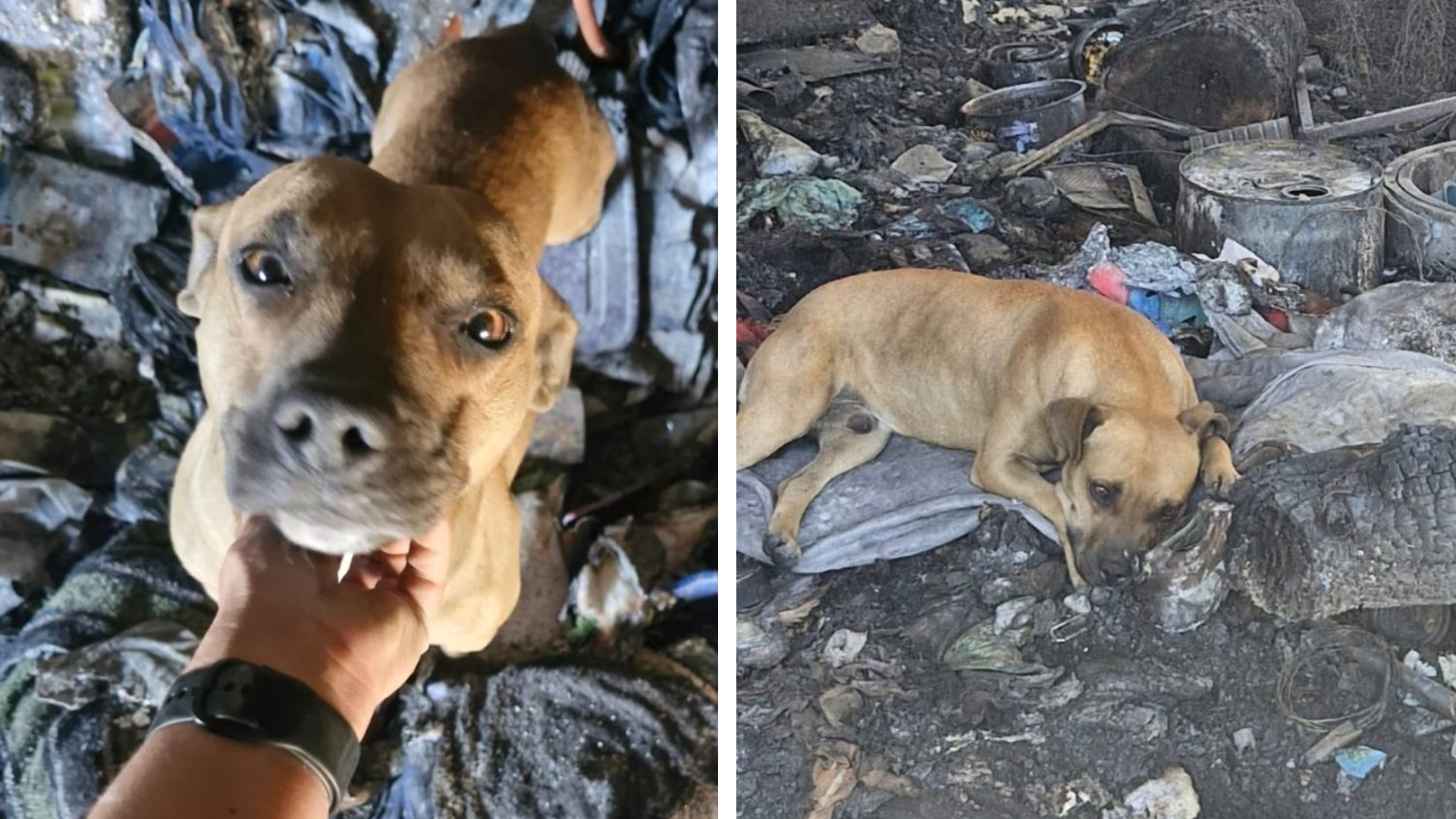 Perrito sobrevive a incendio en Chihuahua y busca un hogar; necesita ...