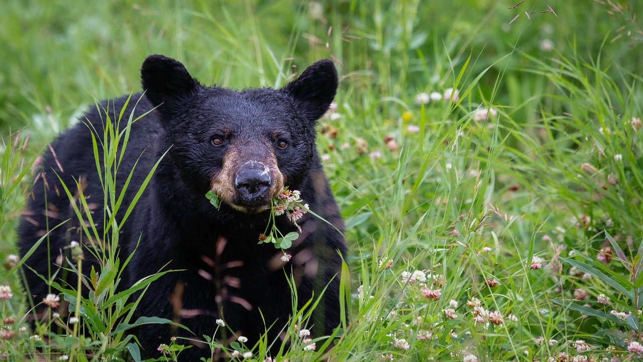 ¿Por qué hay cada vez más avistamientos de osos en Nuevo León?
