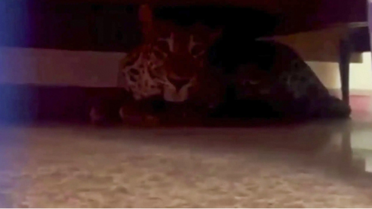 VIDEO: Leopardo se mete a una casa y es encontrado bajo la cama de una mujer en India
