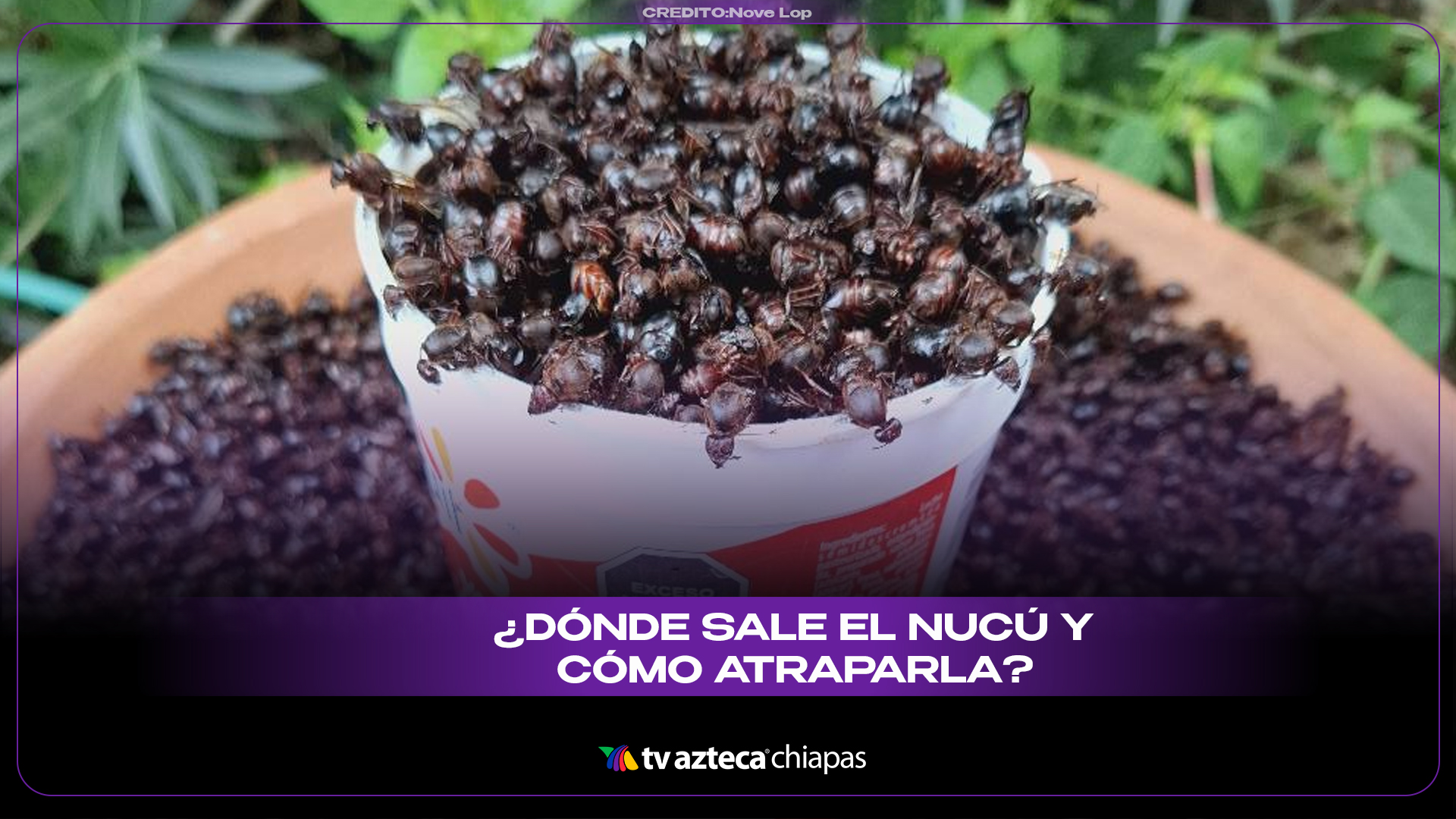 Nucu Nucú en Chiapas: Técnica tradicional para atrapar la deliciosa hormiga ...