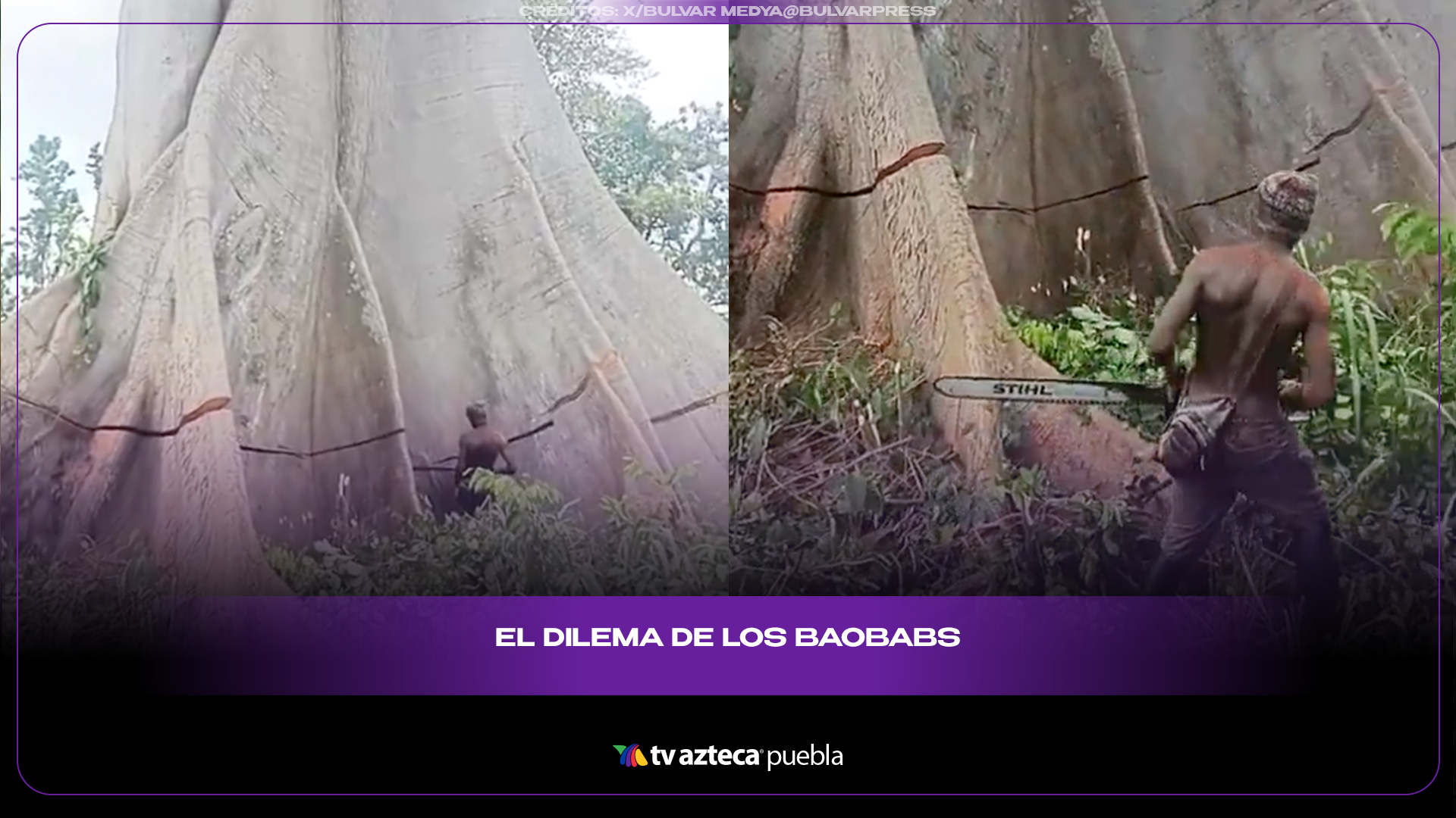 Árboles milenarios enfrentan amenaza y abren debate ambiental