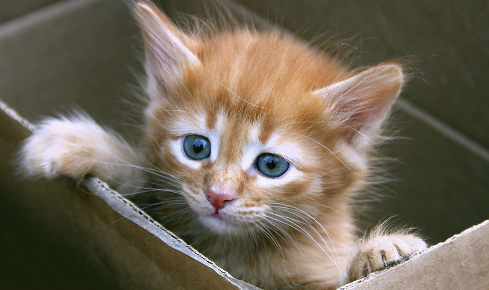 Abandonaron gatitos en San Juan Acateno dentro de caja sellada