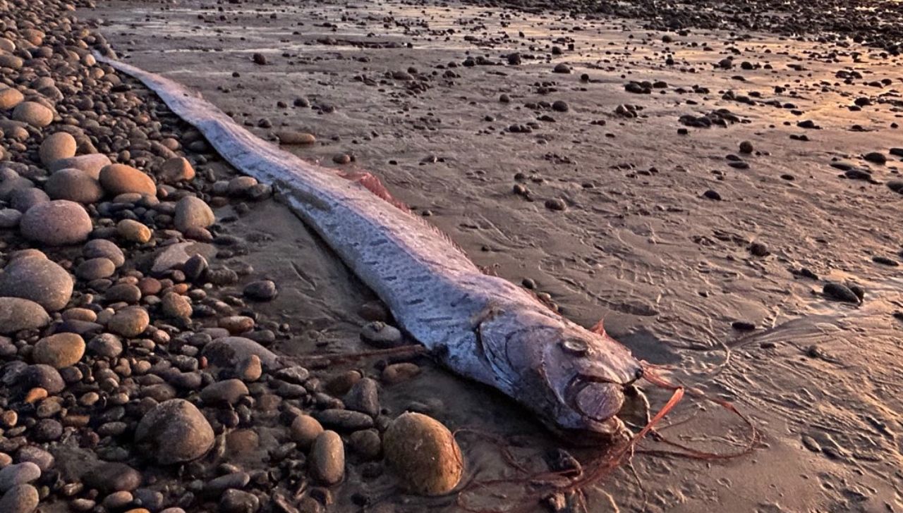 Suena muy raro, pero ocurrió en Baja California Sur: hallan dos peces del "fin del mundo" y el desconcierto es total