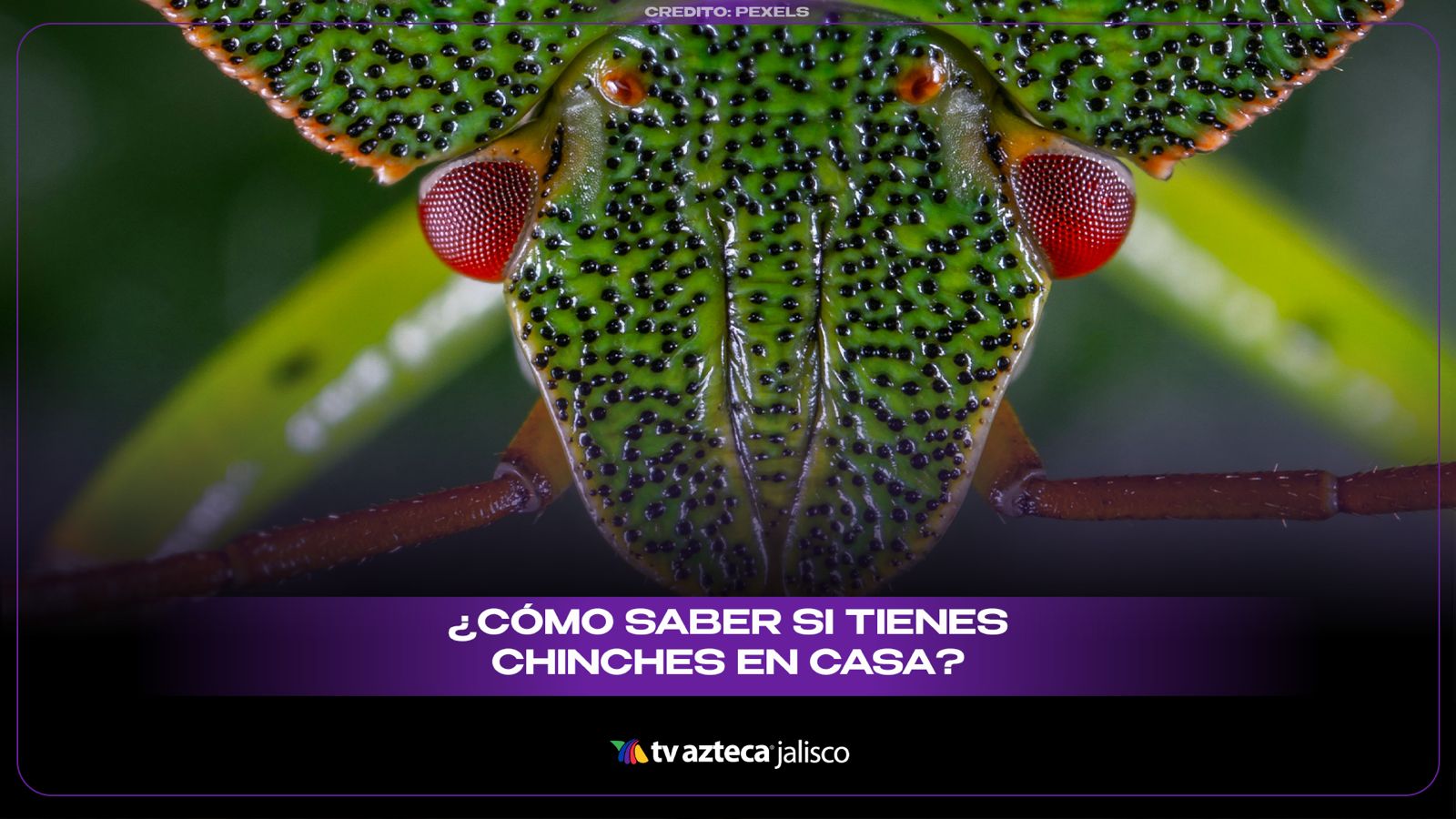Chinches en el hogar: estas son algunas medidas de prevención y control ...
