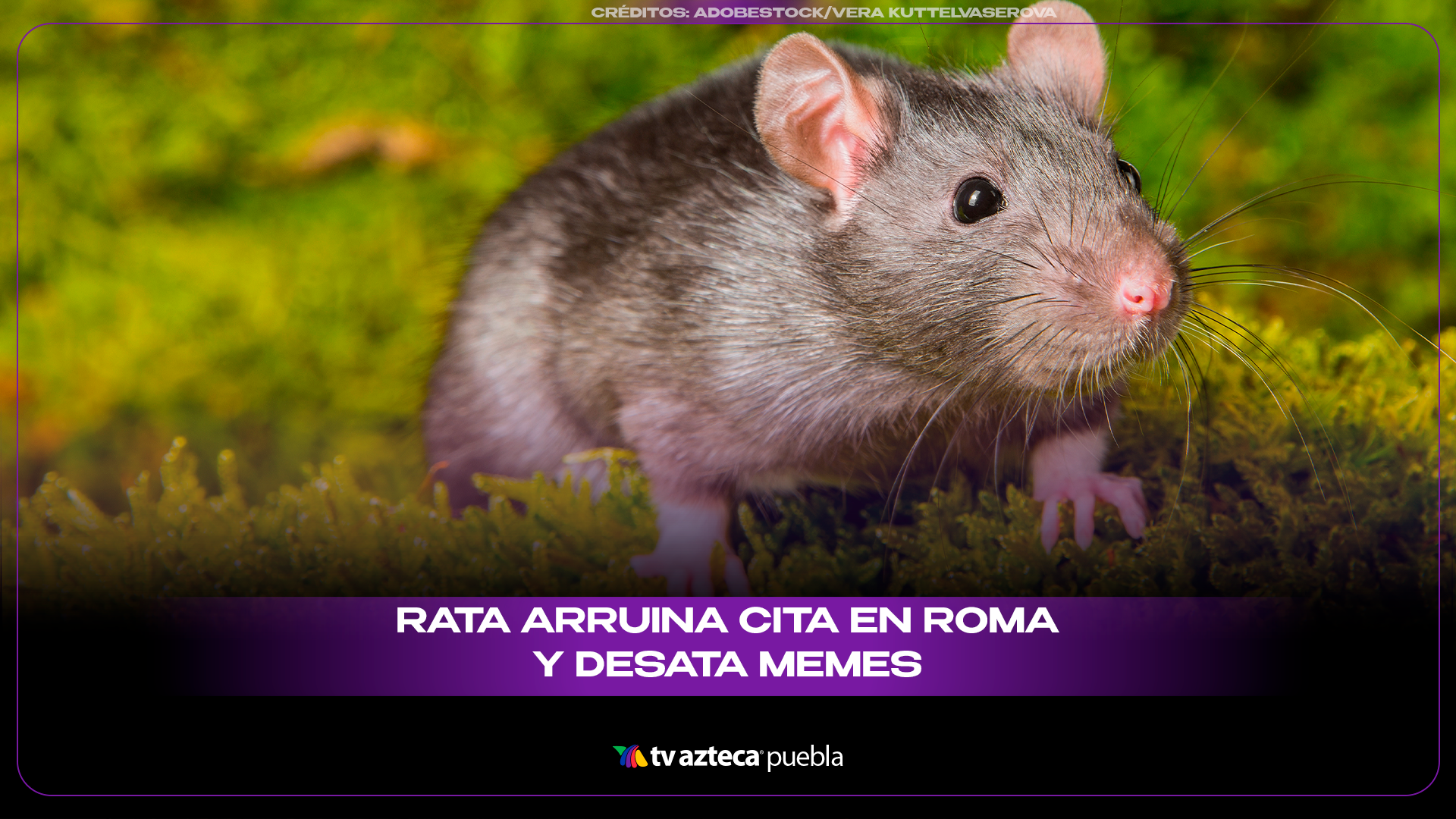 Rata aparece en restaurante frente al Coliseo Romano