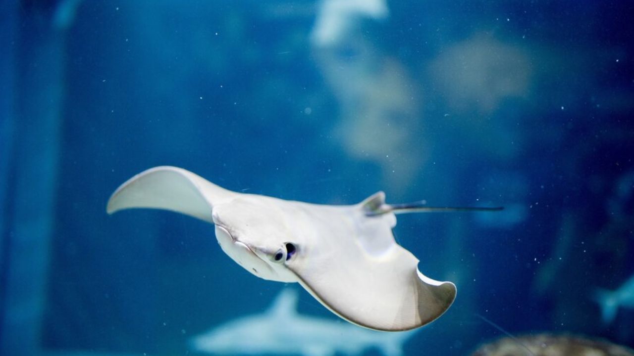 VIDEO: Mantarraya que vive SOLA sale embarazada; sospechan de tiburón 🦈