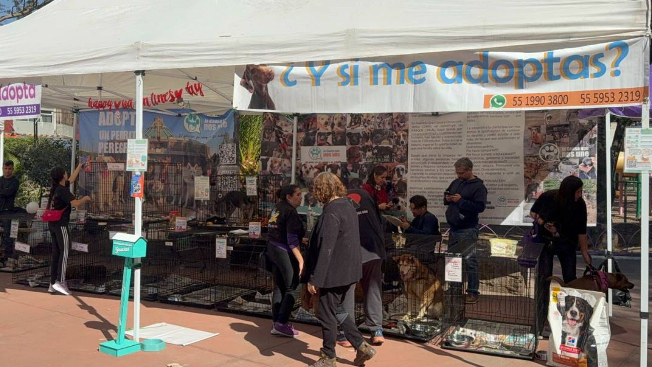 Ve a la primera feria de adopción de "perritos peregrinos" en la CDMX
