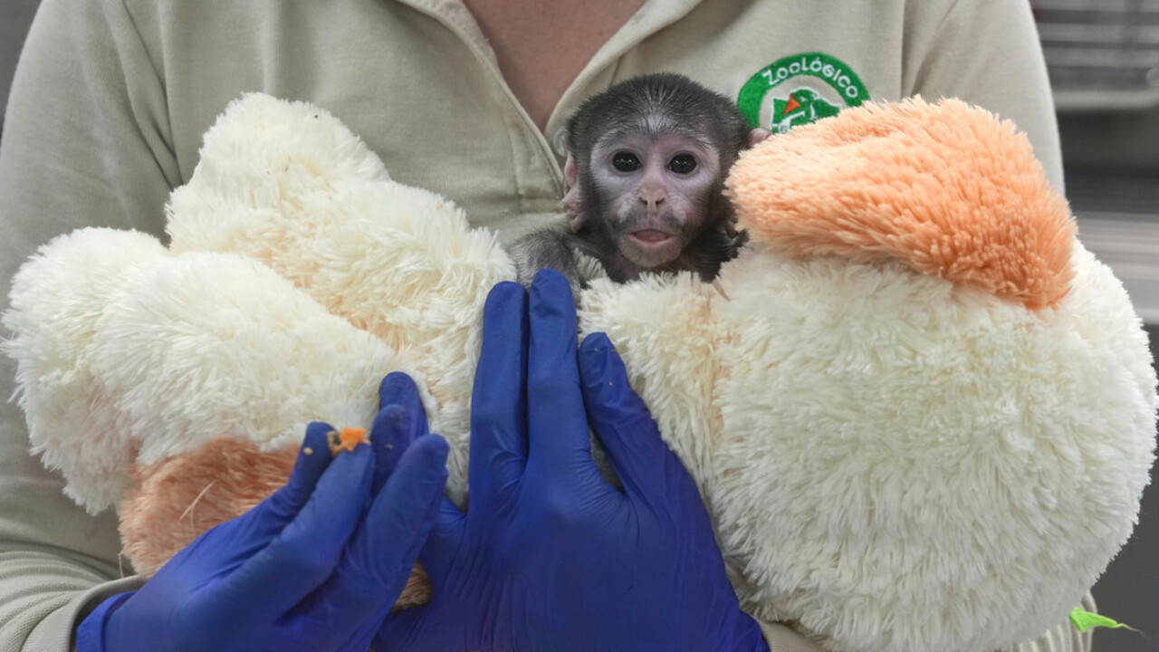 ¿Quién es Yuji? El mono bebé del Zoológico de Guadalajara que es cuidado por 12 expertos y un peluche