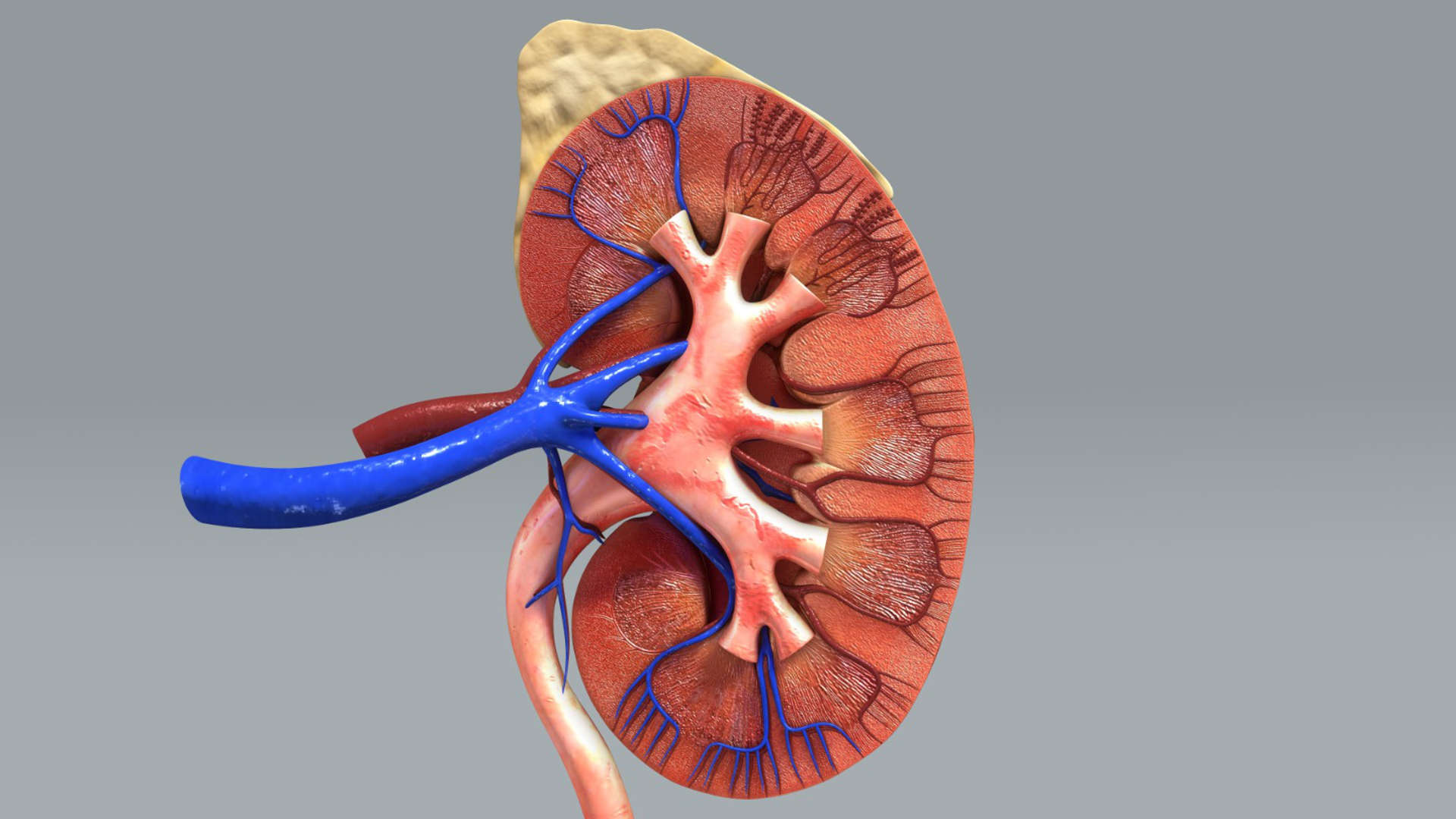 Llama Caritas Pharma a la consciencia sobre la salud renal