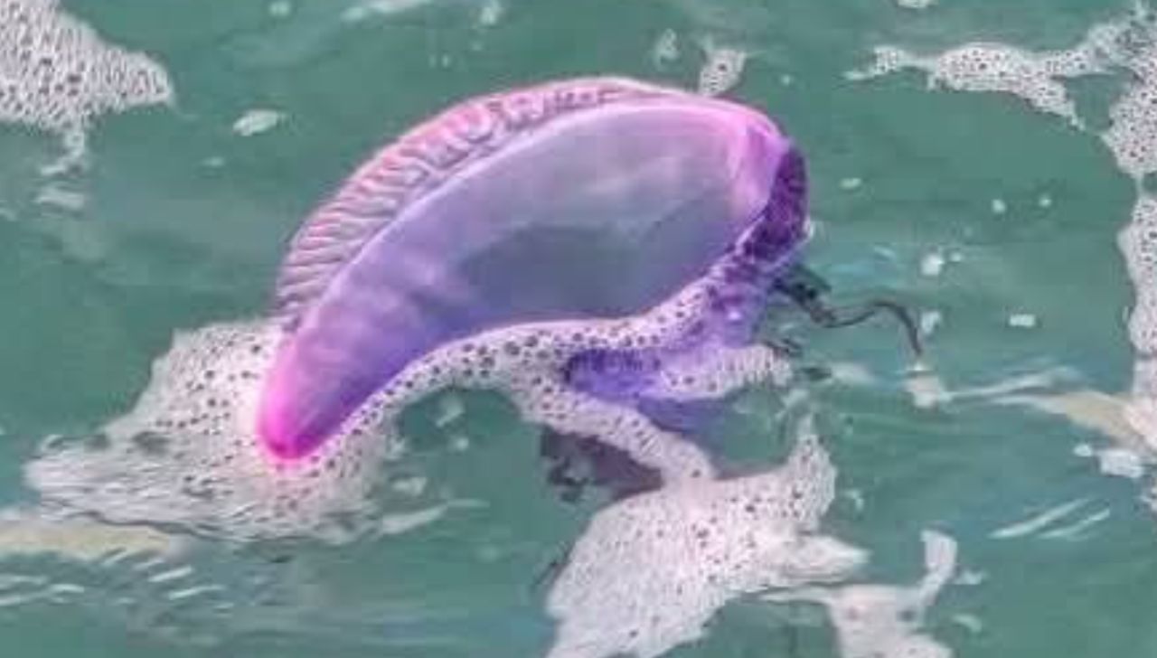 Aparece la peligrosa medusa Fragata Portuguesa en playas mexicanas
