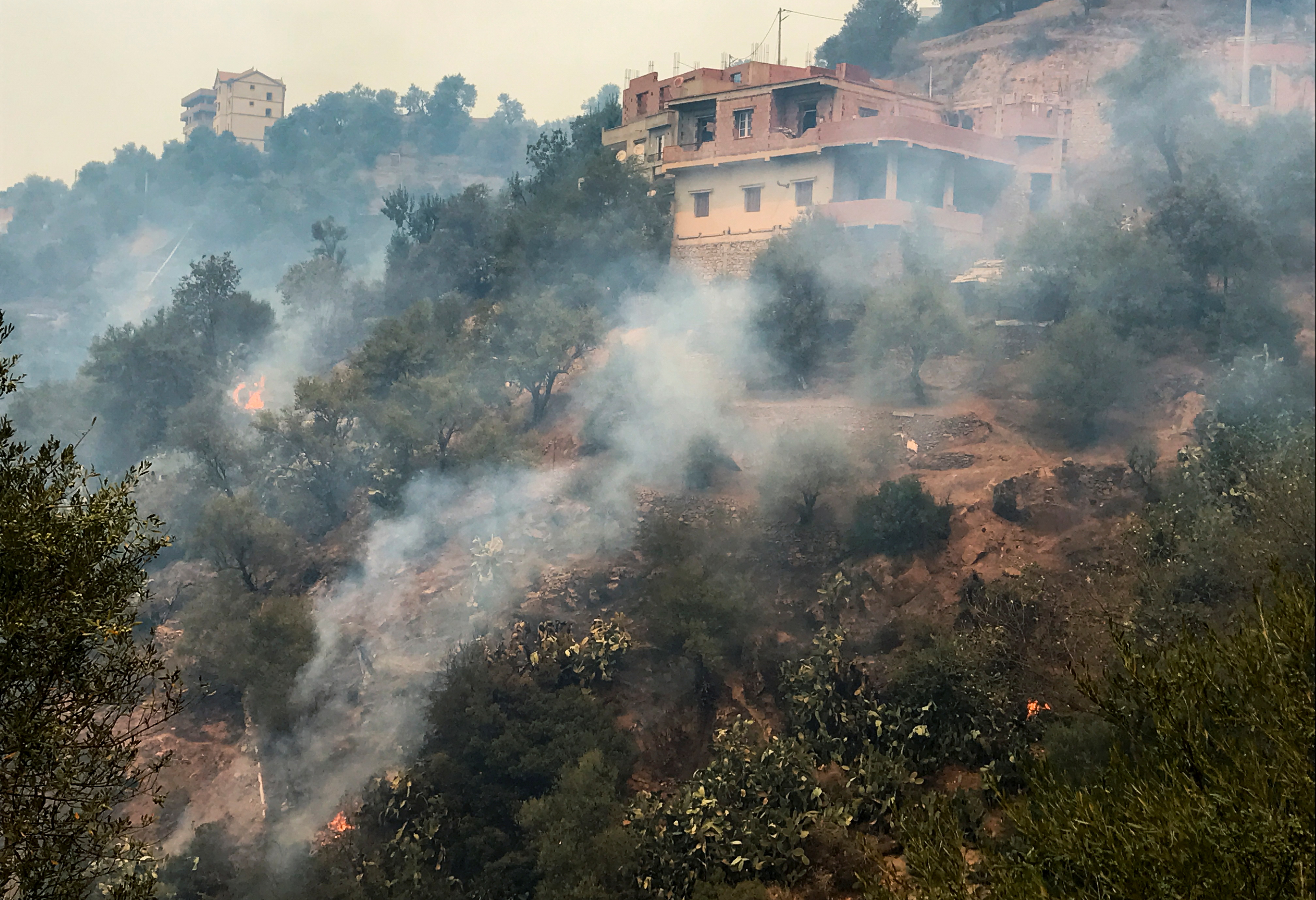 Incendios forestales en Argelia dejan a decenas de muertos. - Vimarsana News