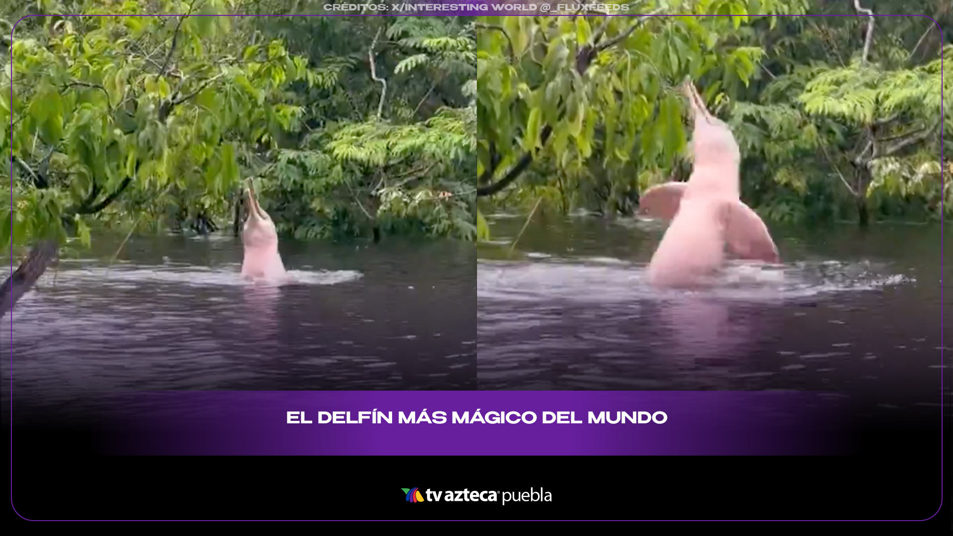 Delfín rosado del Amazonas enfrenta amenazas que preocupan al mundo