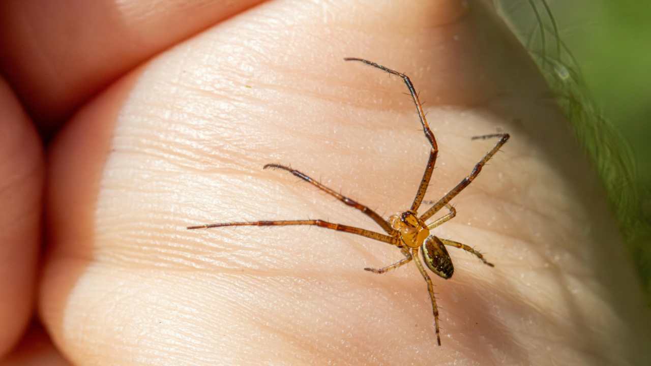 Araña violinista: Dónde se esconden y cómo protegerte