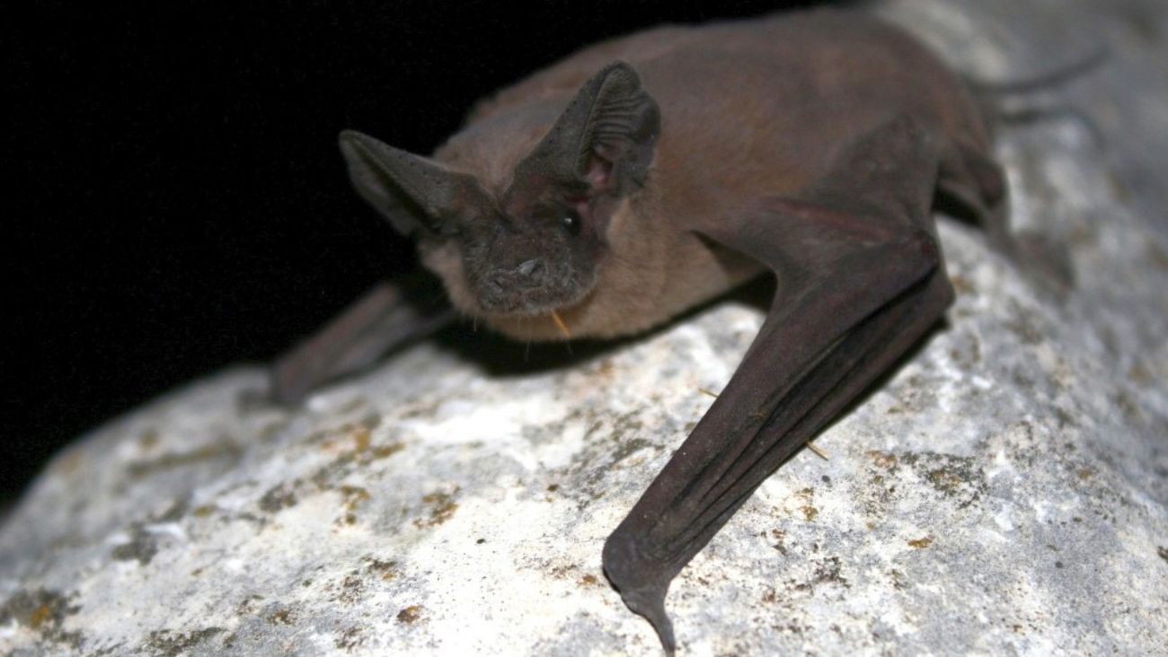 Habrá Noche de Murciélagos en Chapultepec; actividades y talleres para conocer a estas especies en CDMX