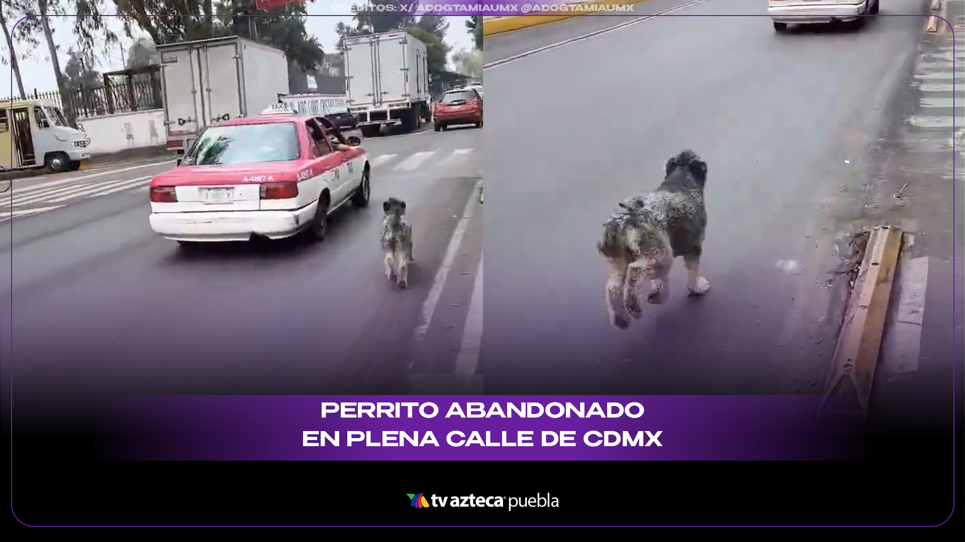 Perrito corre detrás del taxi tras presunto abandono en CDMX