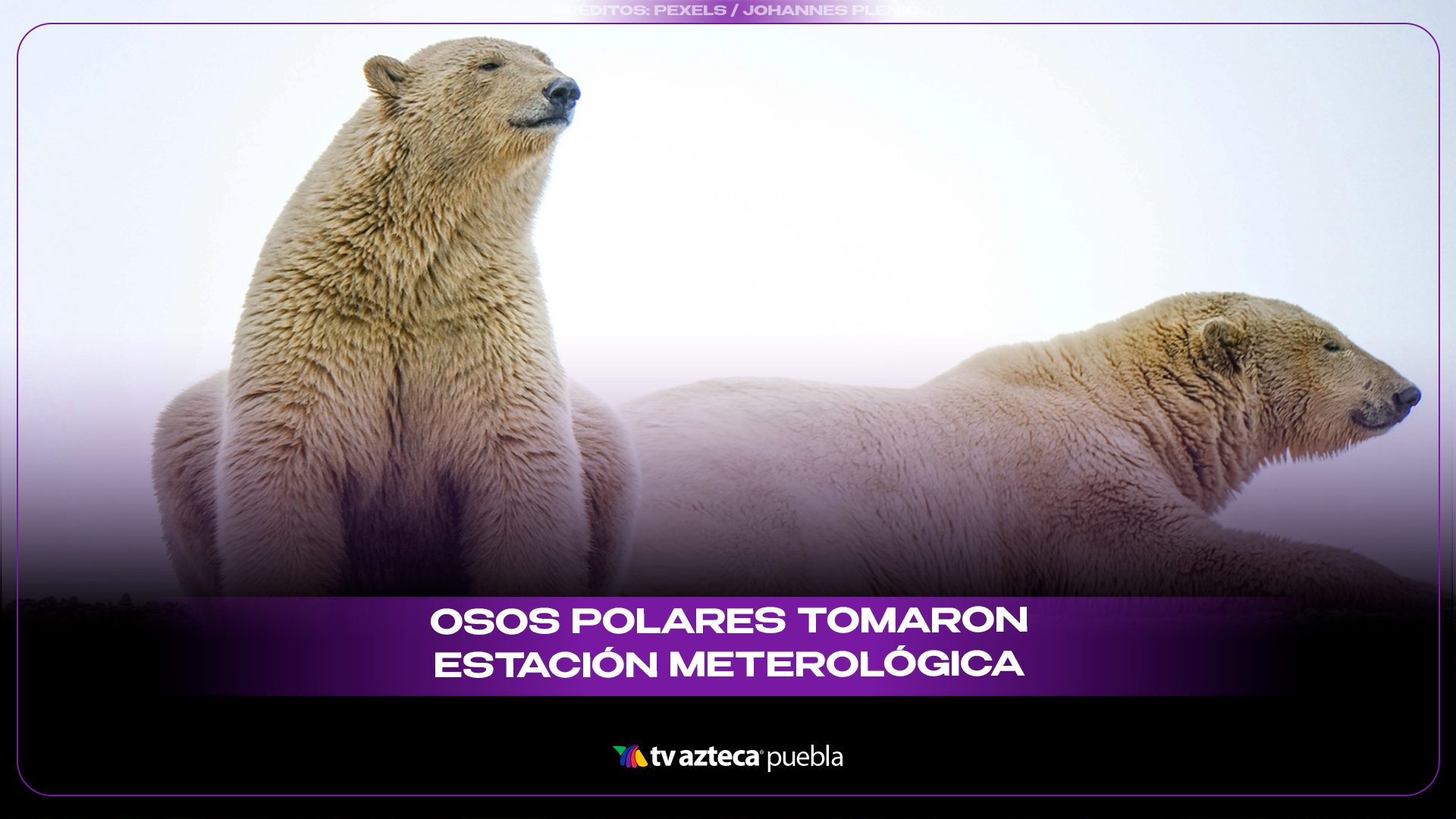 Osos polares ocupan estación abandonada en Rusia y el video se vuelve viral.