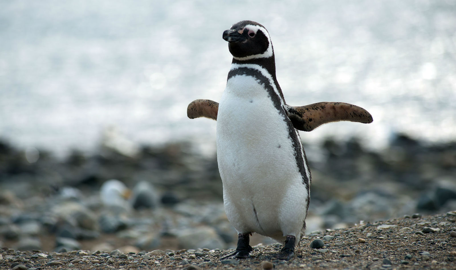 Nace pingüino en Zoológico de Guadalajara y lo presentan al mundo como en la icónica escena del 'Rey León'