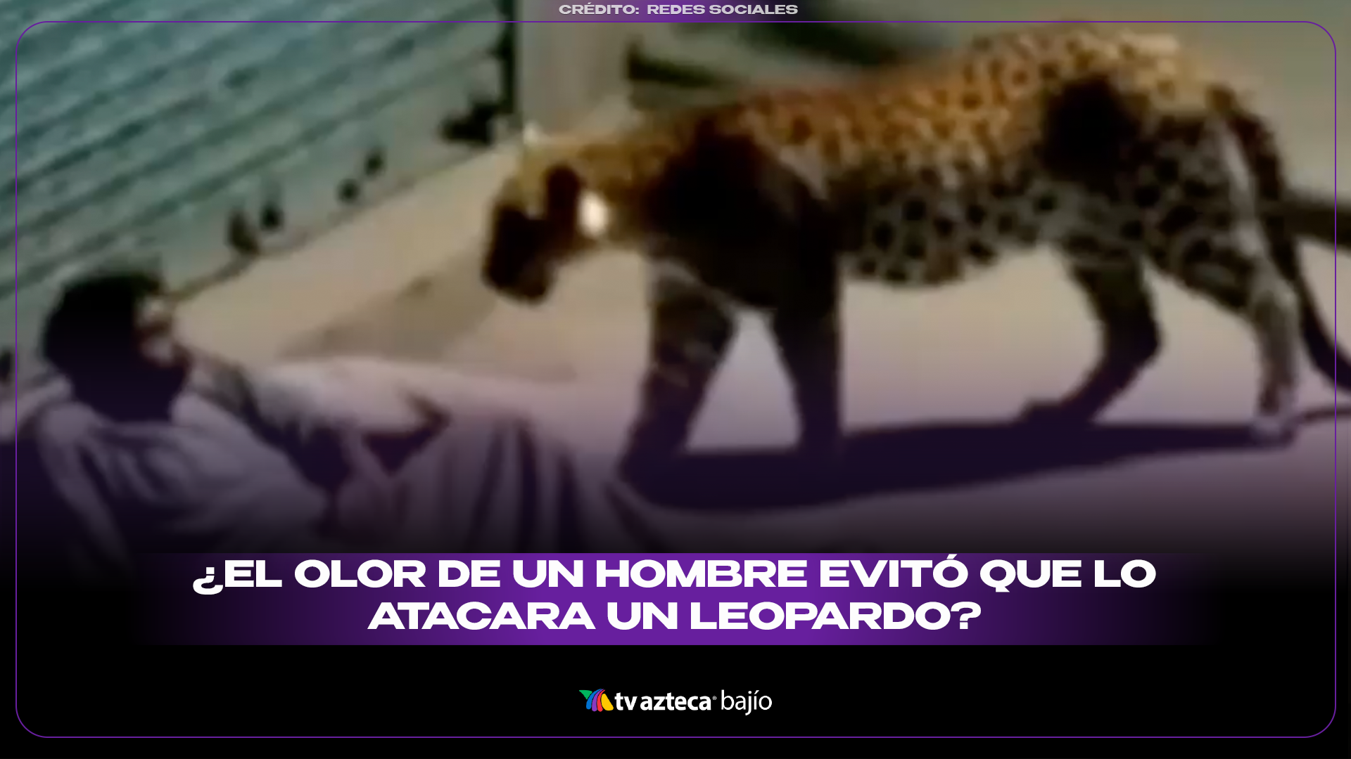 Leopardo No Ataca A Hombre En Situaci n De Calle Video Viral