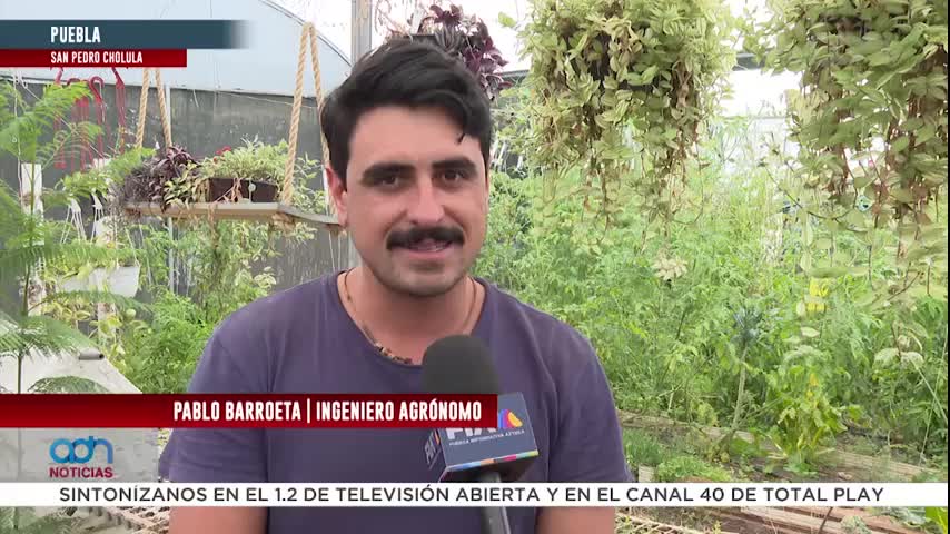 Poblanos han convertido los huertos caseros en opción saludable
