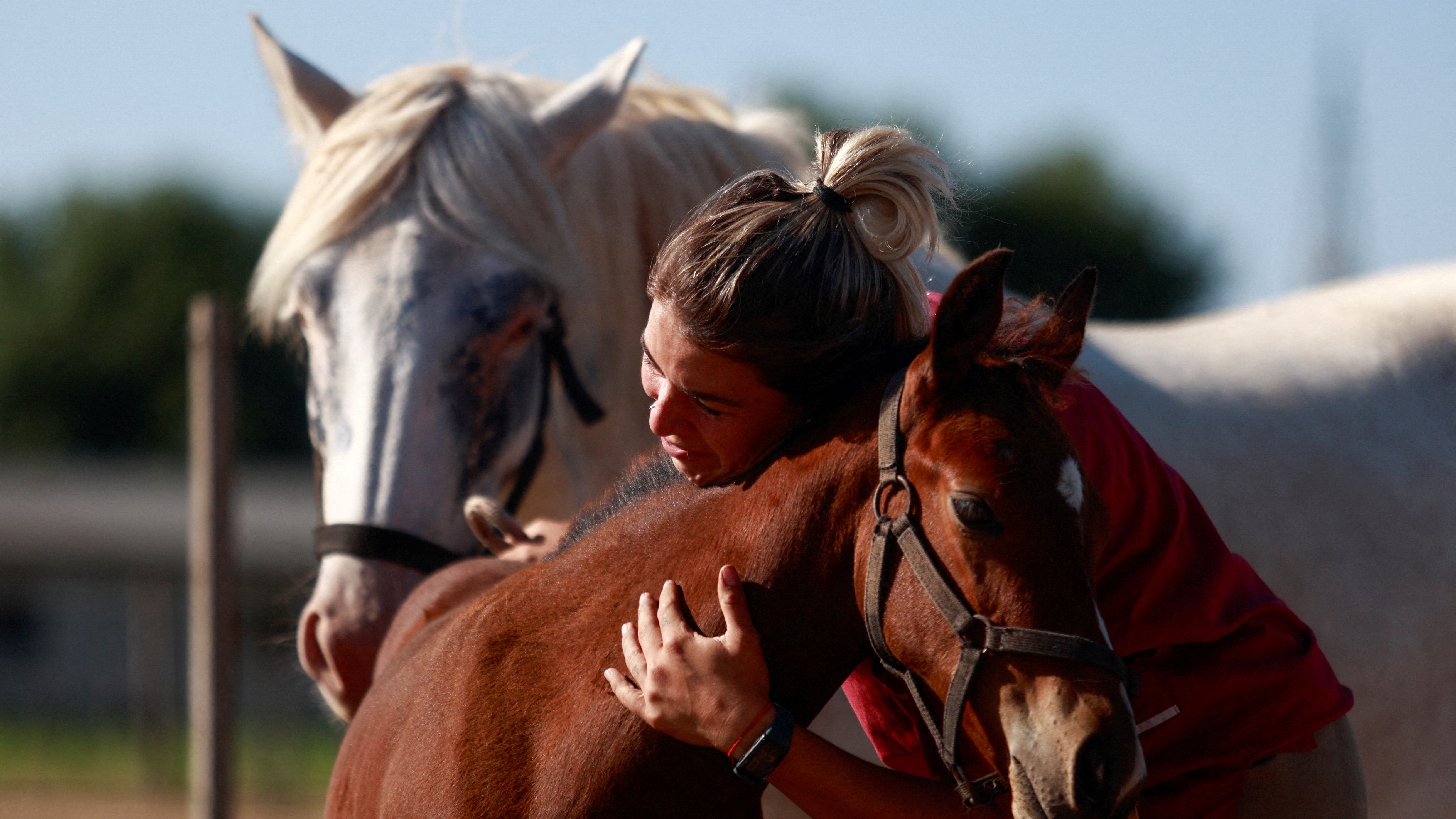 Argentina logra nacimiento de caballos genéticamente editados