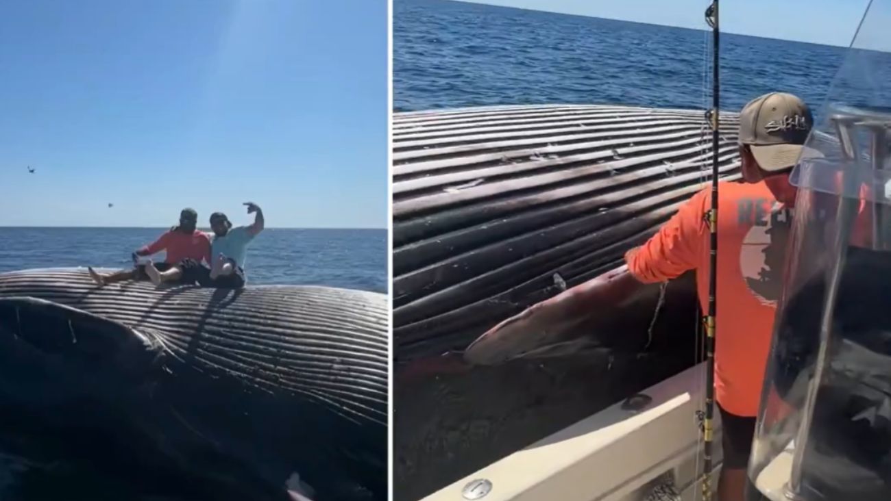 VIDEO: Hombres suben al cuerpo de una ballena muerta para tomarse fotos