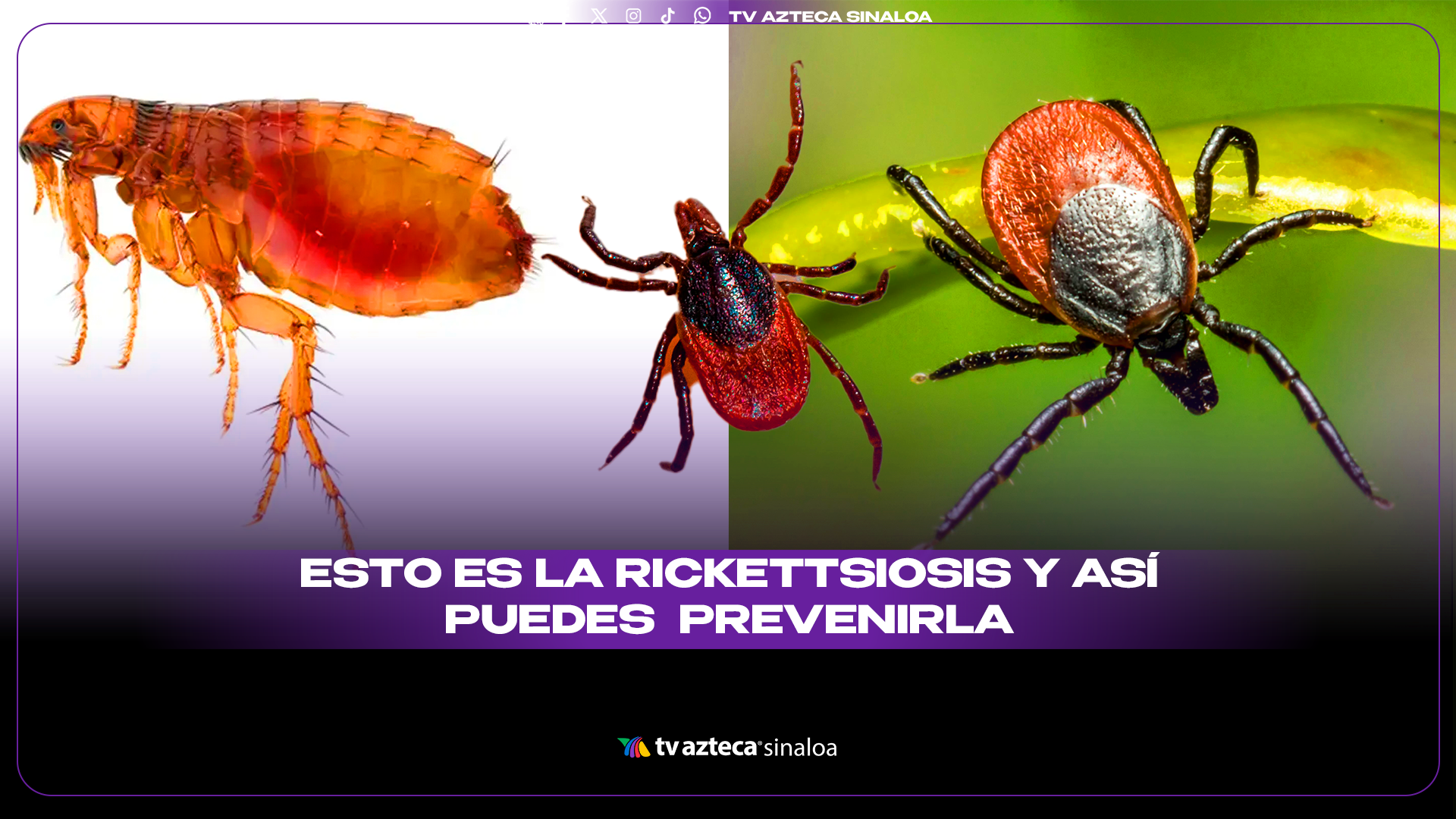 Rickettsiosis, la enfermedad que se transmite por garrapatas y sus ...