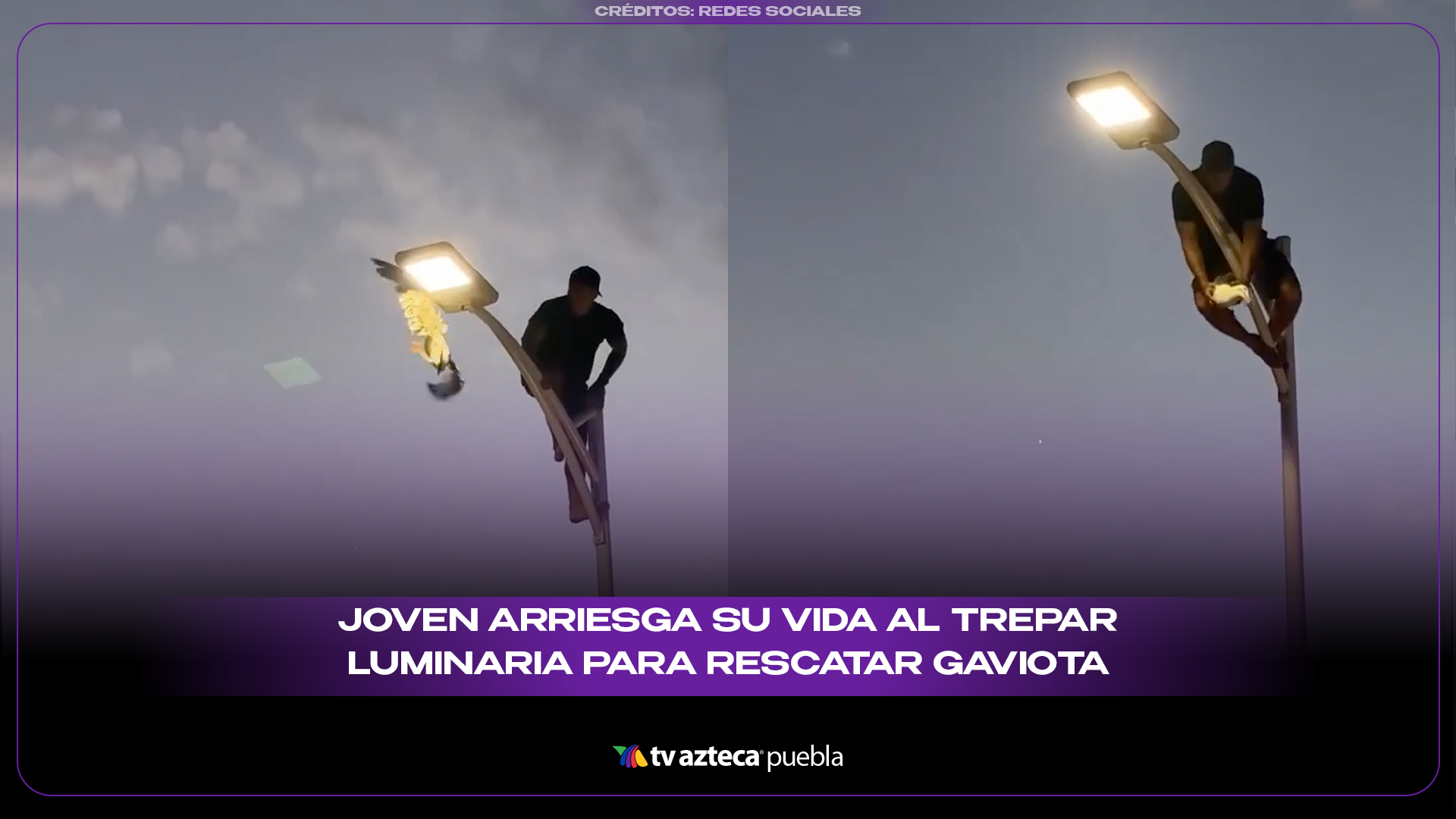 Joven arriesga su vida al trepar luminaria para rescatar gaviota atrapada