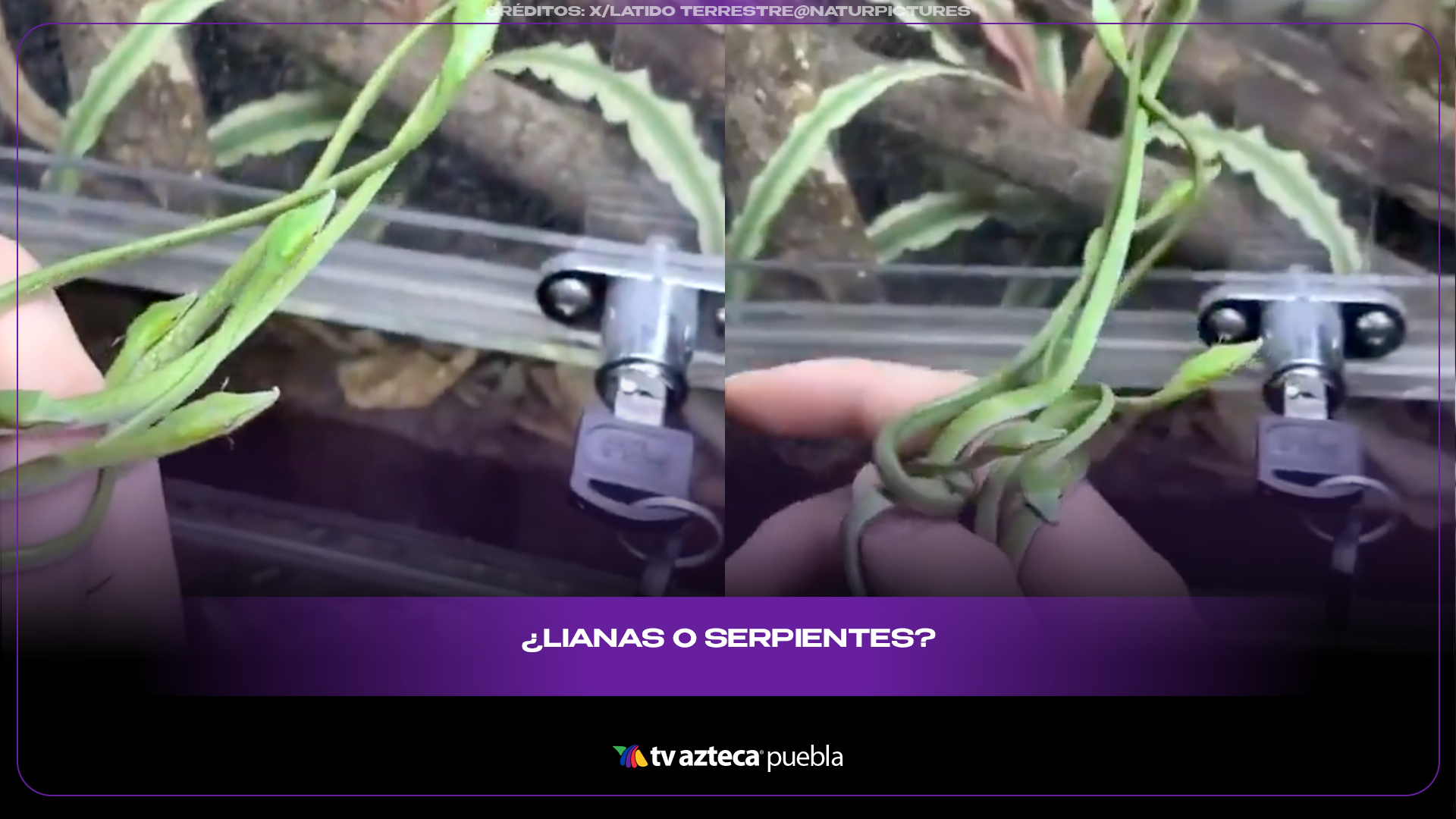 Crías de serpiente látigo verde sorprenden por su camuflaje perfecto