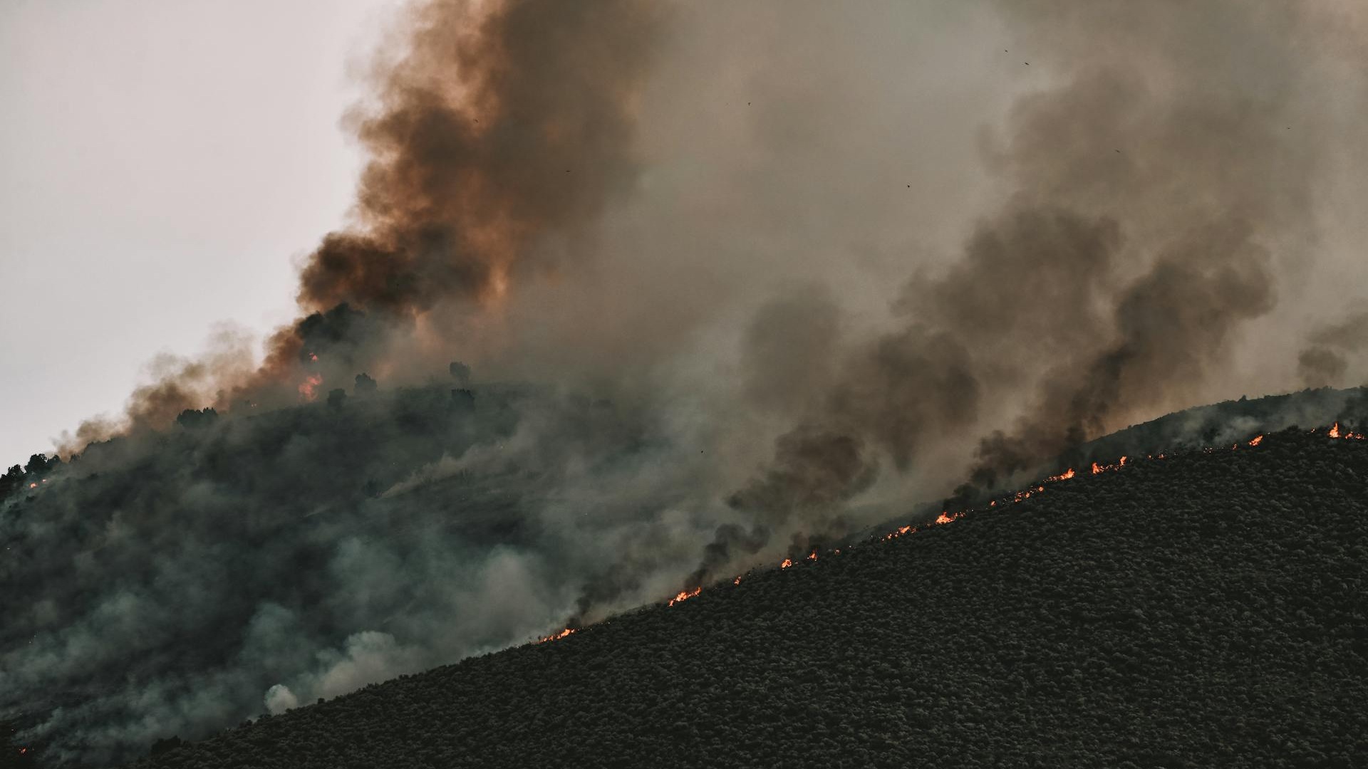 Incendio forestal en Jalisco: Activan alerta atmosférica por siniestro ...