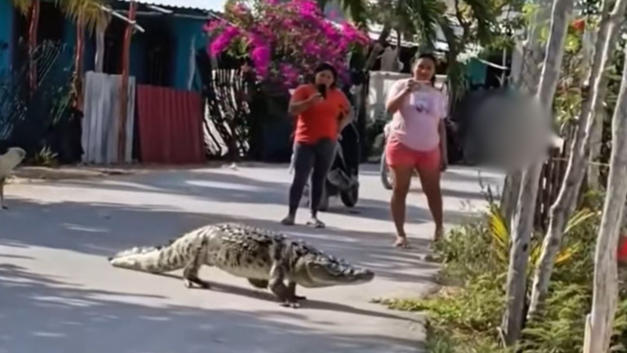 FOTOS: Captan a enorme cocodrilo paseando por calles de Celestún; así sorprendió a vecinos