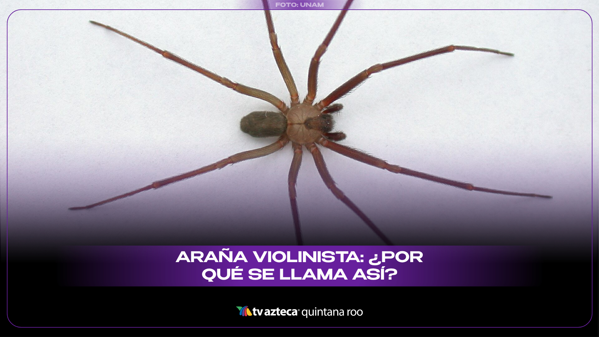 Araña violinista: ¿Por qué se llama así y cómo identificarla?