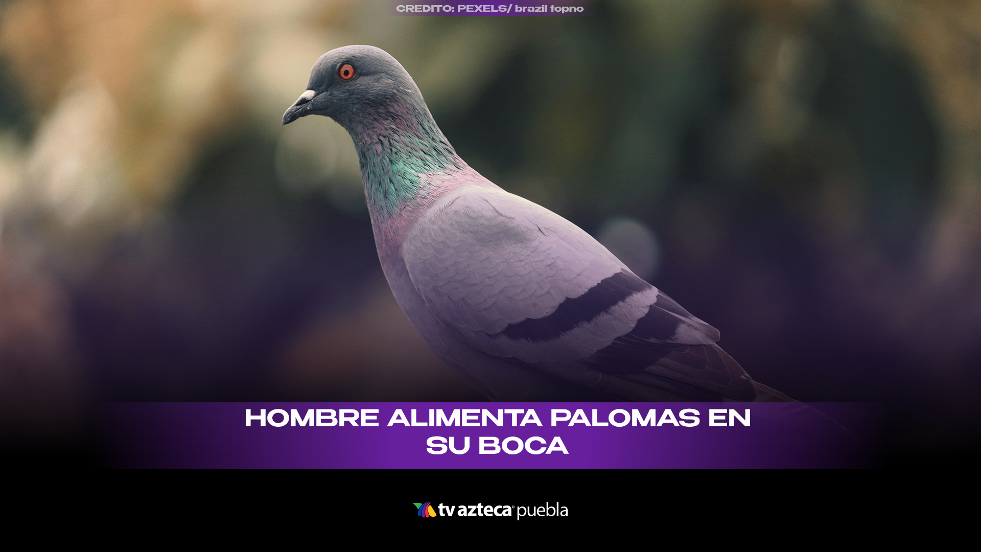 Hombre alimenta palomas desde su boca y desata debate en redes