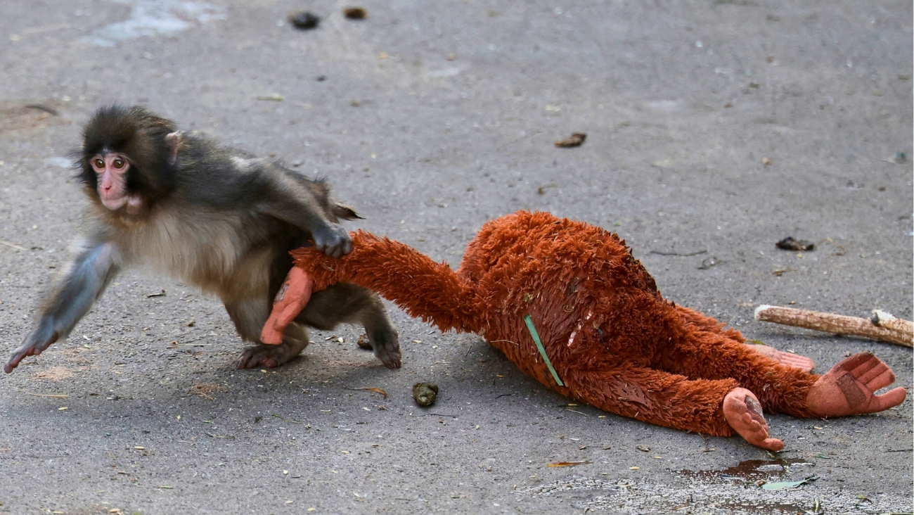 El drama del monito Punch con su peluche perdido enciende nuevamente el Internet