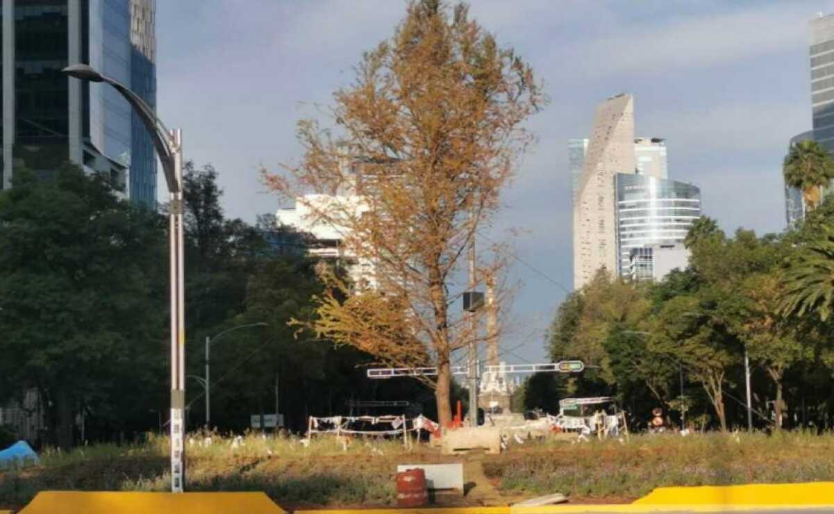 Retiran ahuehuete de la Glorieta de la Palma en Paseo de la Reforma