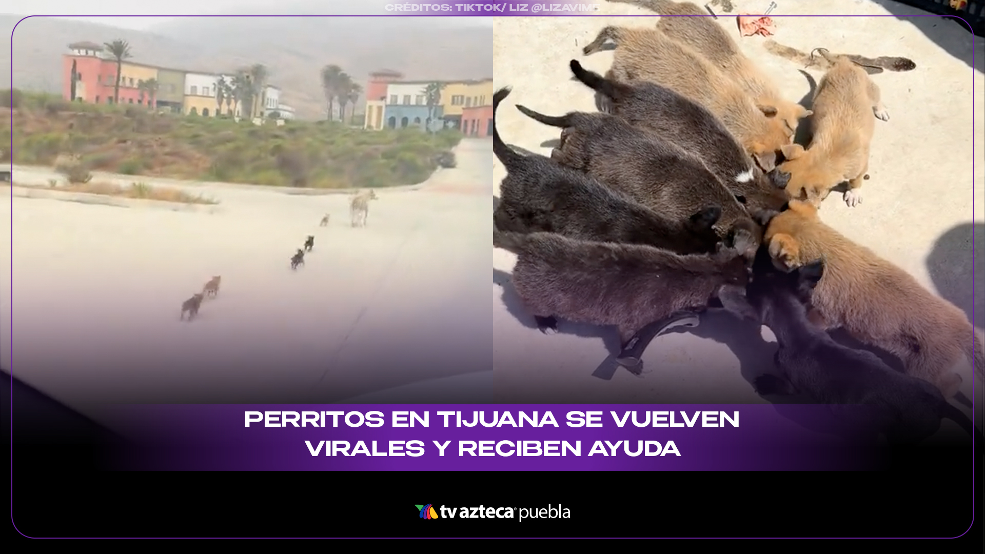 Perritos en Tijuana se vuelven virales y reciben ayuda tras aparecer corriendo en la calle