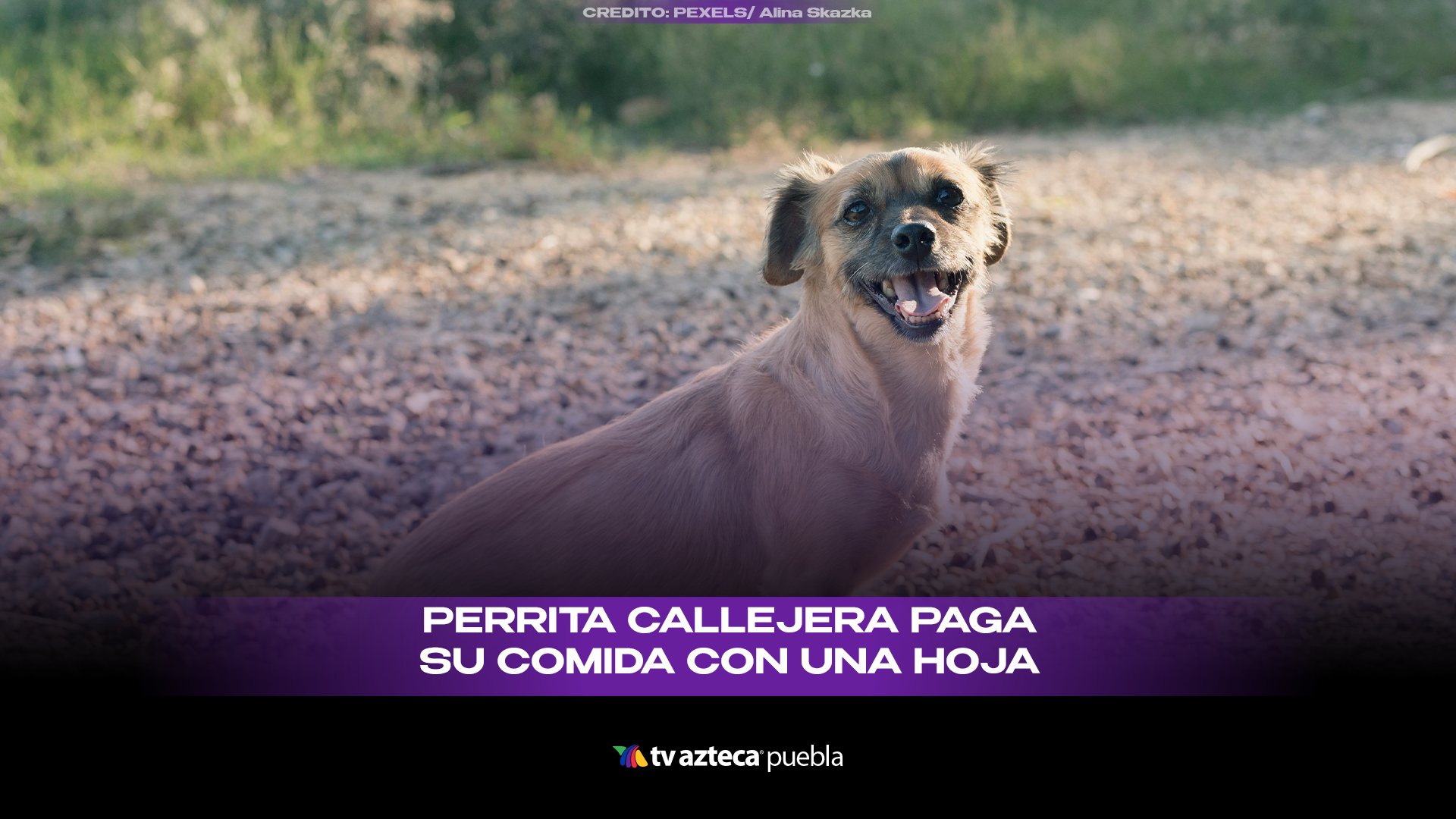 Perrita callejera se vuelve viral por “pagar” comida con una hoja