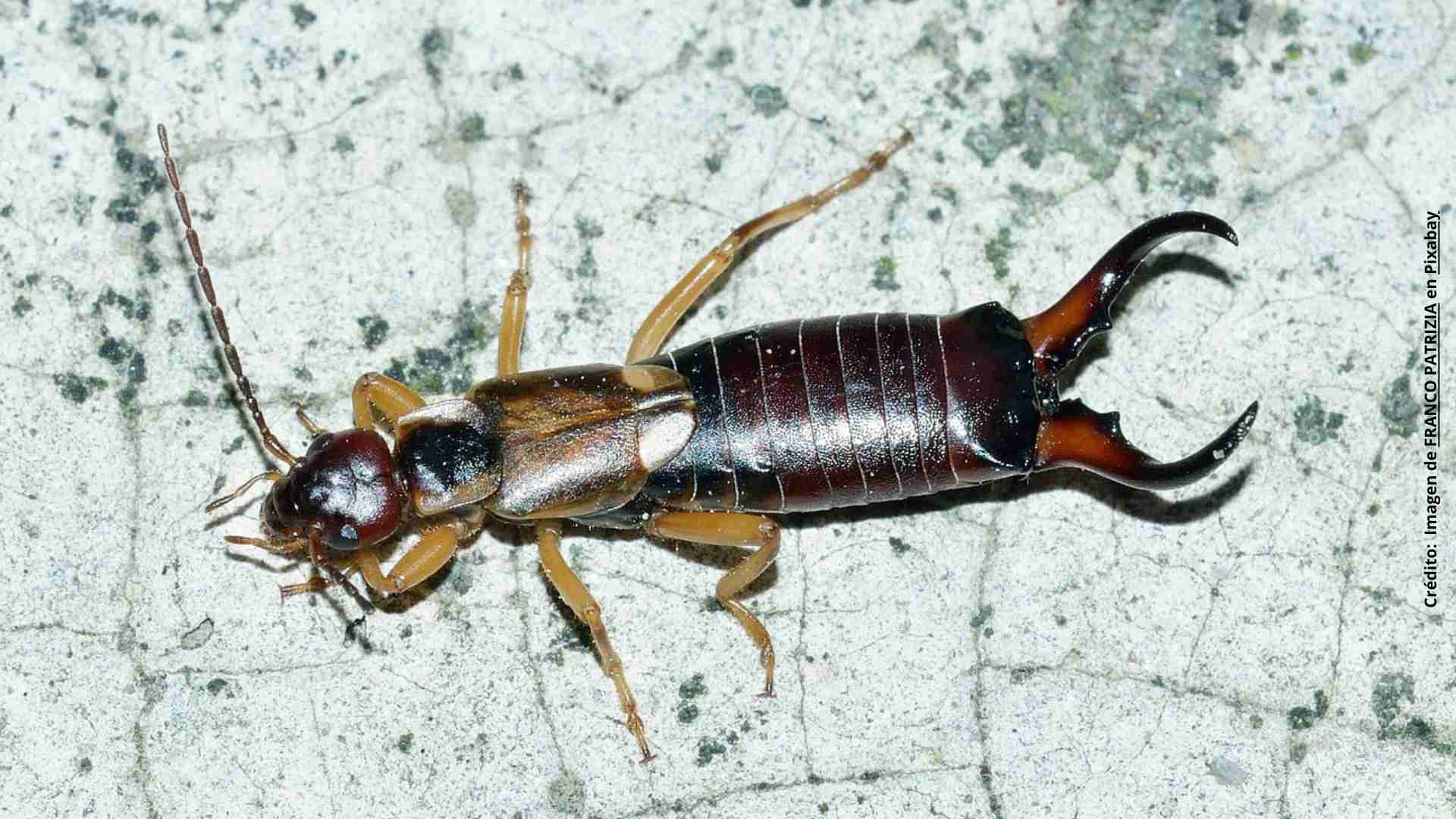 ¿Qué significa que las tijerillas te visiten en casa?