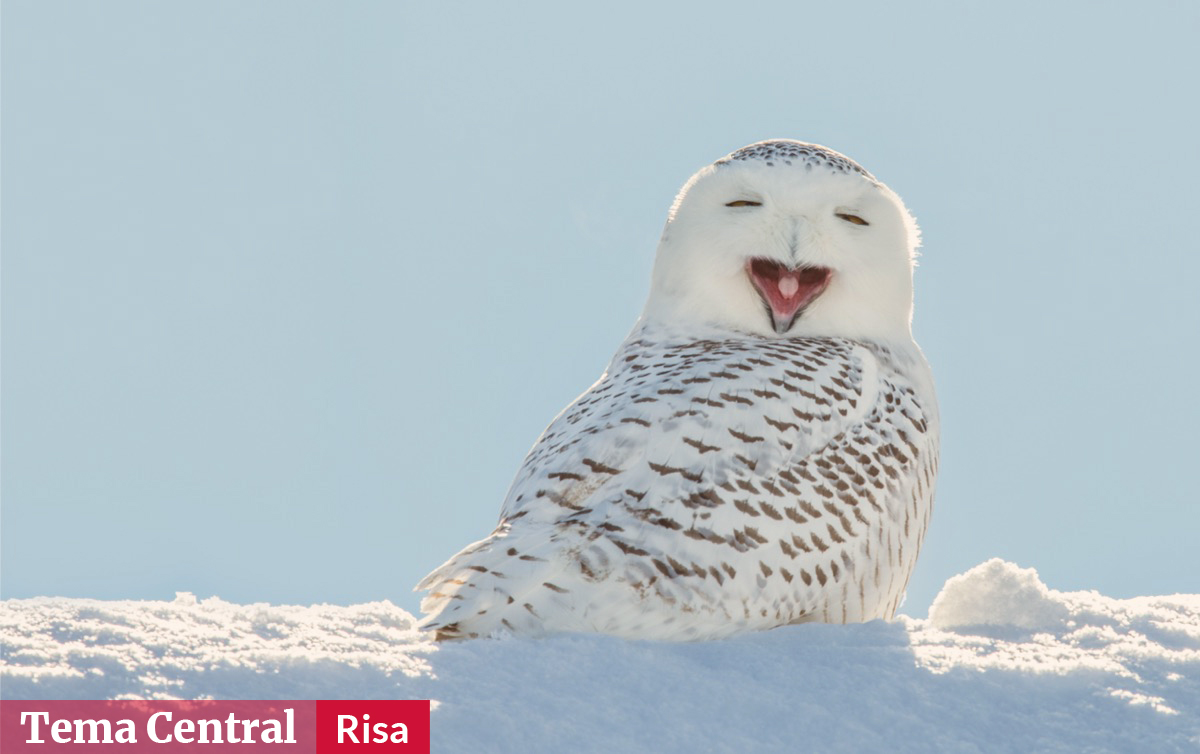 ¿Los animales se ríen? De la evolución de la risa en humanos y animales