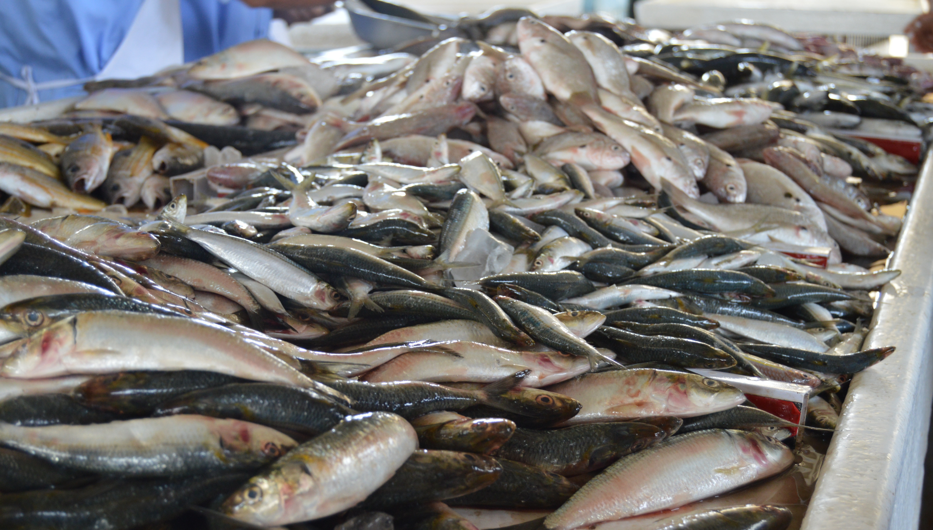 ¡Comer mariscos te puede dejar ciego! Científicos en ALERTA por virus marino que salta a los humanos